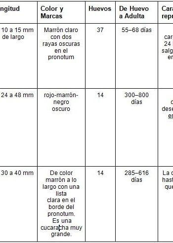 Fichas de cucarachas para estudiar 2