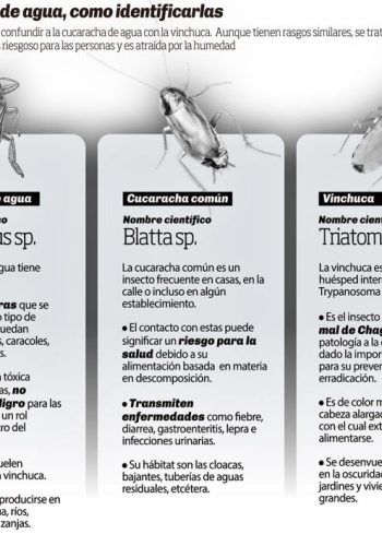 Fichas de cucarachas para estudiar 3