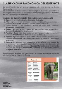 Fichas de elefantes para estudiar 2