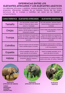 Fichas de elefantes para estudiar 3