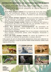 Fichas de zorros para estudiar 2