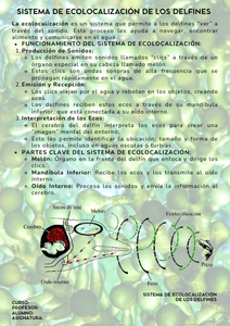 Fichas de delfines para estudiar 2