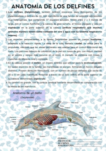 Fichas de delfines para estudiar 3