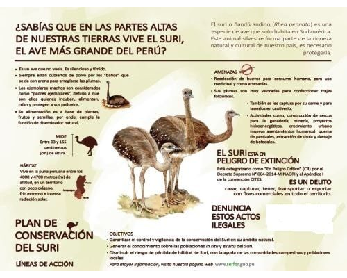 Fichas de avestruces para estudiar 1