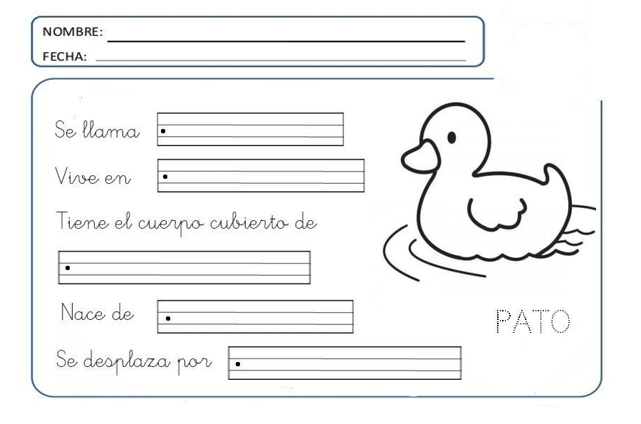 Fichas de patos para estudiar 3