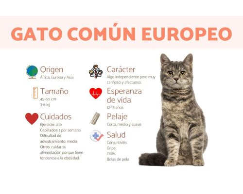 Fichas de gatos para escribir 3