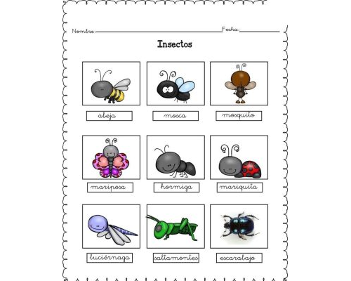 Fichas de escarabajos para estudiar 3