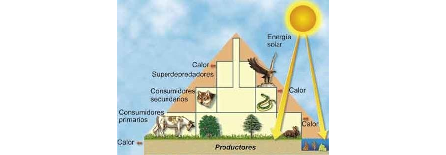 Rol de la luz solar en el proceso de germinación 2