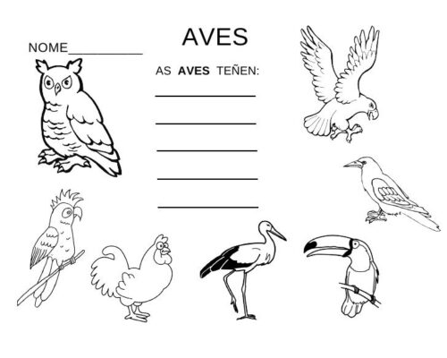 Fichas de pájaros para estudiar 1