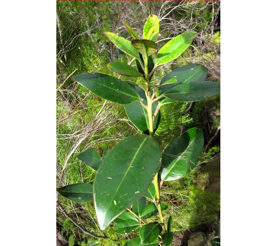 Plantas de Canarias comunes en jardinería 3
