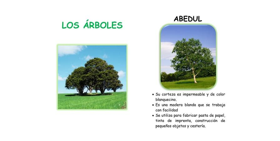 Árboles, palmeras, arbustos y trepadoras 3