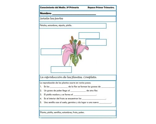 La importancia del medio ambiente y la naturaleza en las fichas de ciencias naturales 2