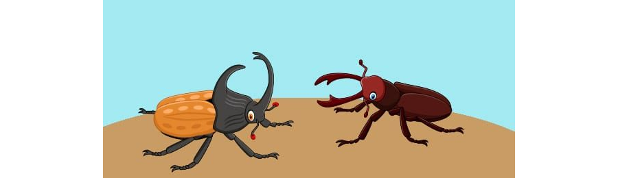 Fichas de escarabajos para imprimir 3