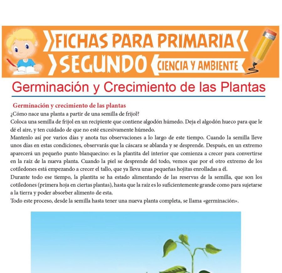 Secuencias y enumeración de etapas de germinación 2