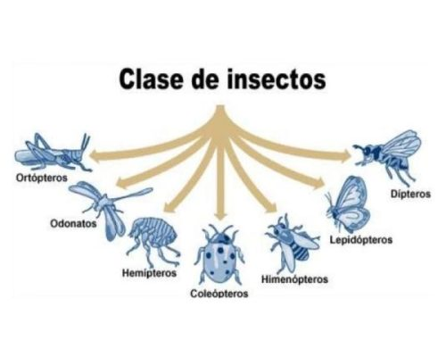 Fichas de cucarachas para estudiar 1