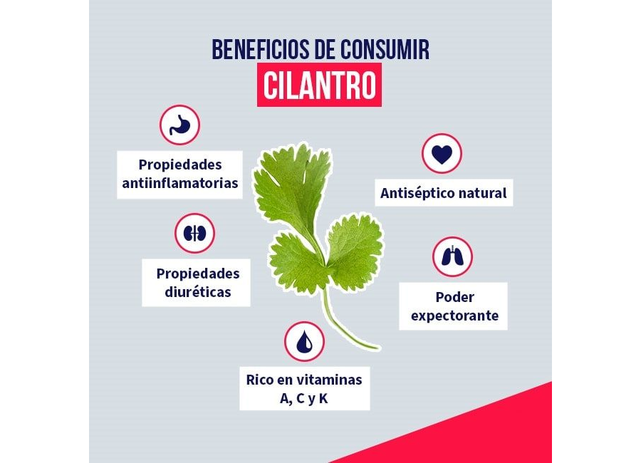 Cilantro propiedades medicinales y cuidados en el huerto 1