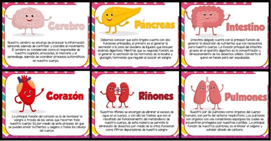 Uso de las fichas de naturales 4º Primaria como apoyo en el aprendizaje 3