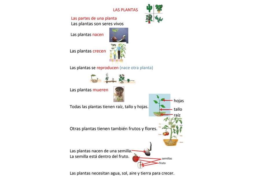 Identificación de plantas nombre científico y común 3