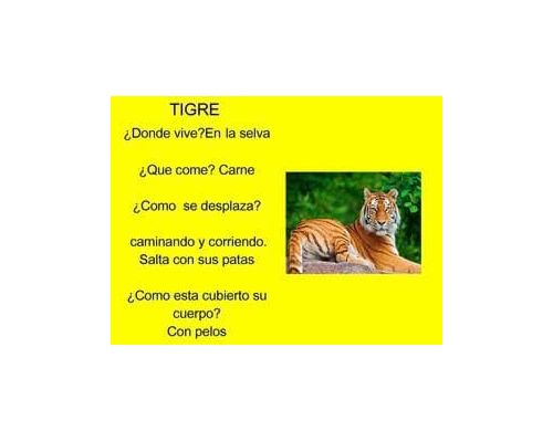 Fichas de tigres para estudiar 3