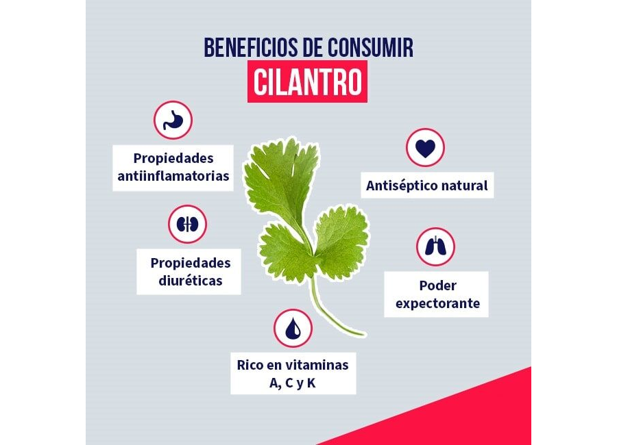Cilantro propiedades medicinales y cuidados en el huerto 1