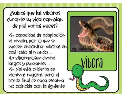 Fichas de serpientes para estudiar 2