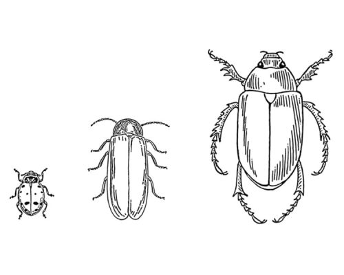 Fichas de escarabajos para imprimir 2