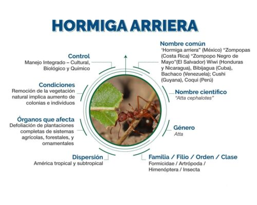 Fichas de hormigas para estudiar 2
