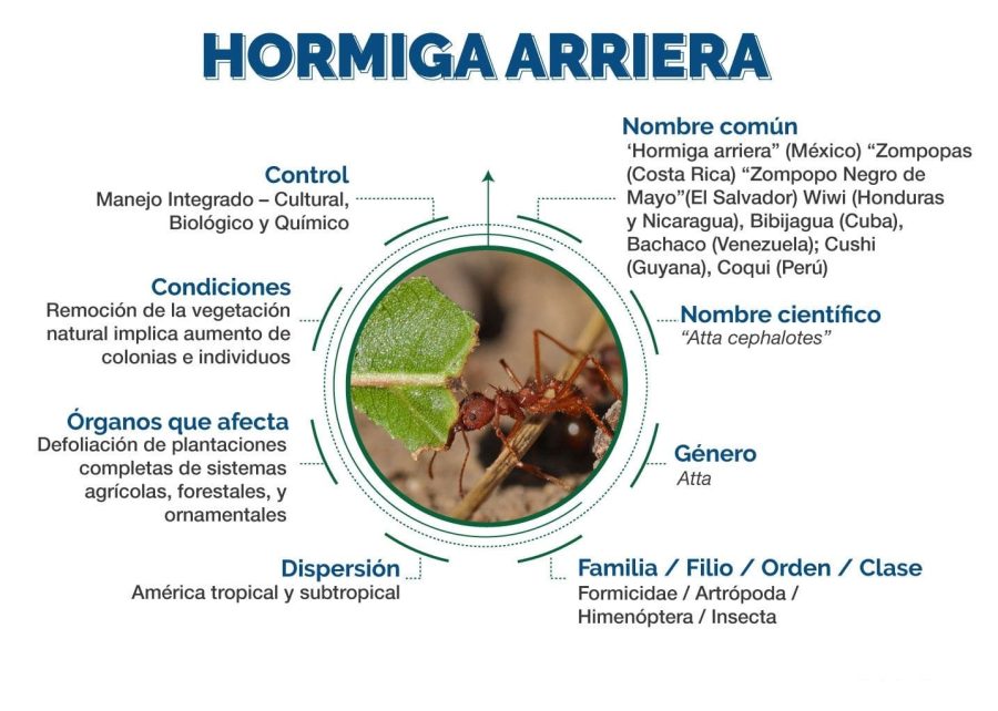 Fichas de hormigas para estudiar 2