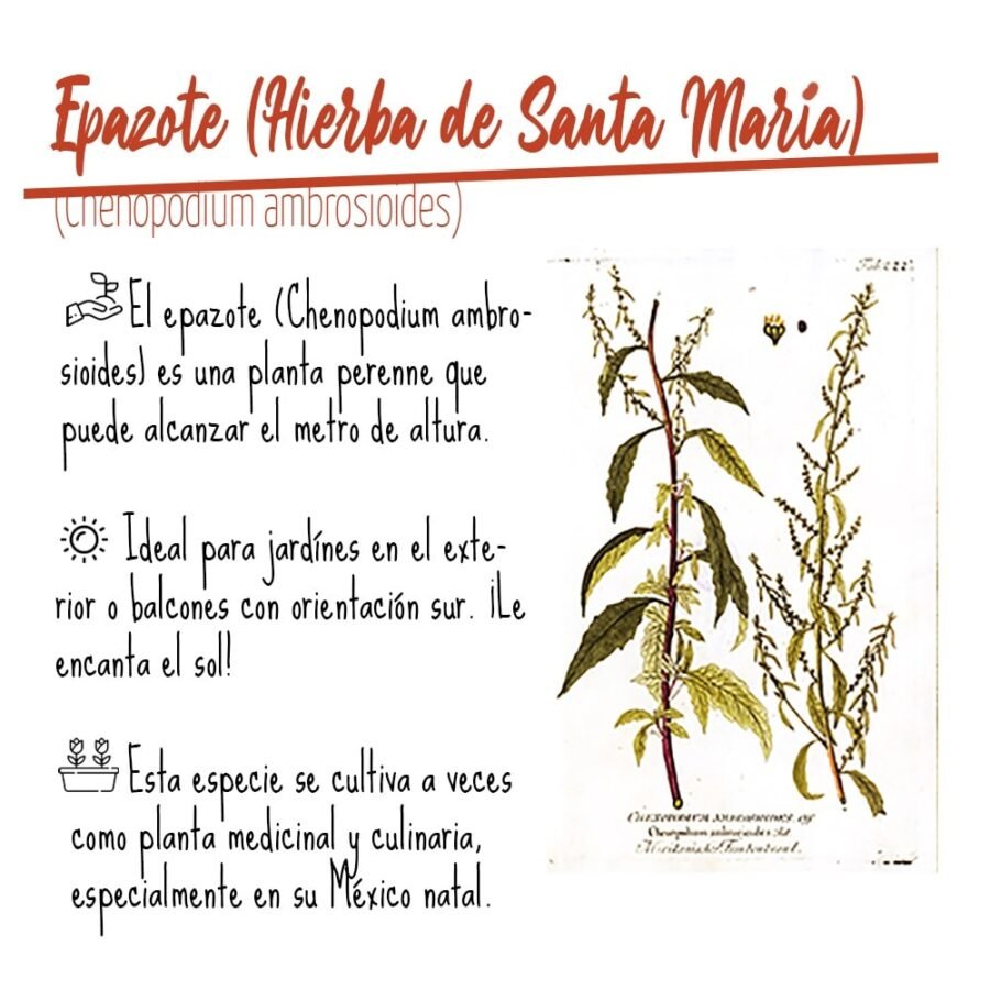 Propiedades curativas de la hierba de Santa María 1