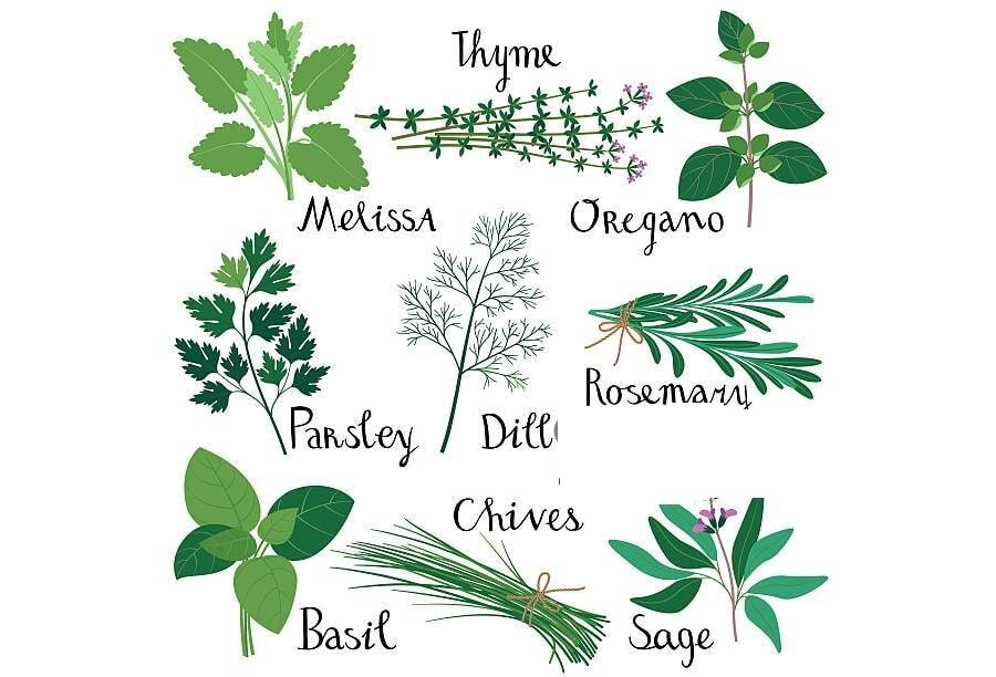 Hierbas para tratar dolencias respiratorias 1