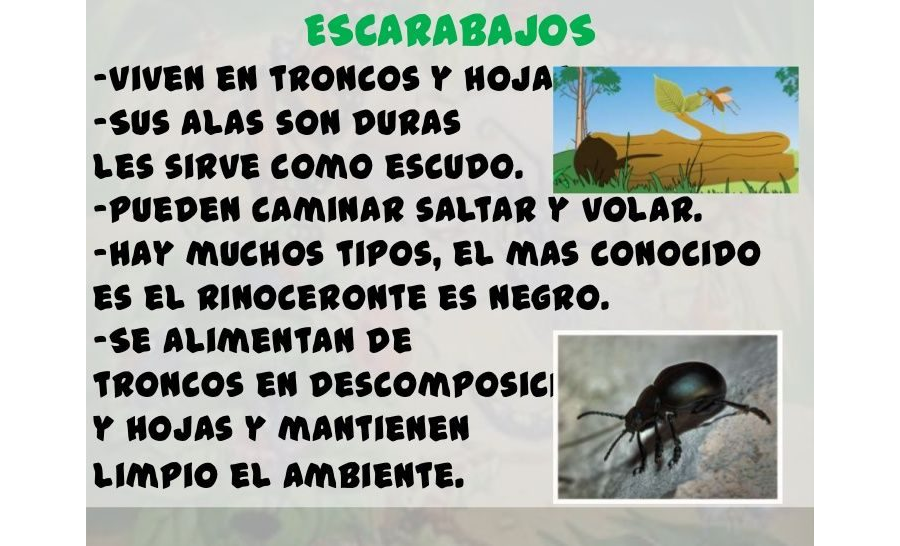 Fichas de escarabajos para estudiar 1