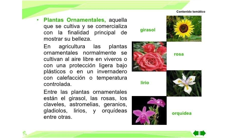 Características y cuidados específicos 2