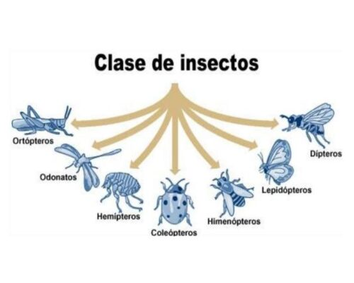 Fichas de escarabajos para escribir 1