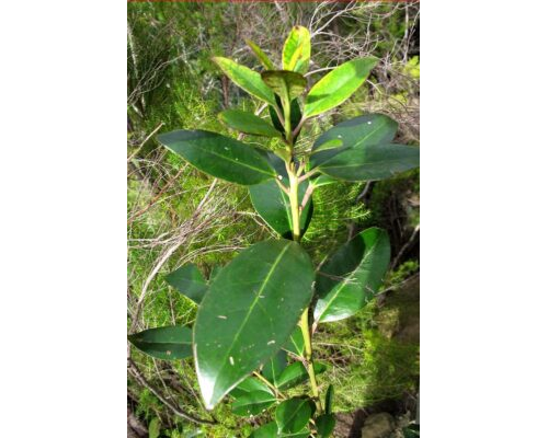 Plantas de Canarias comunes en jardinería 3