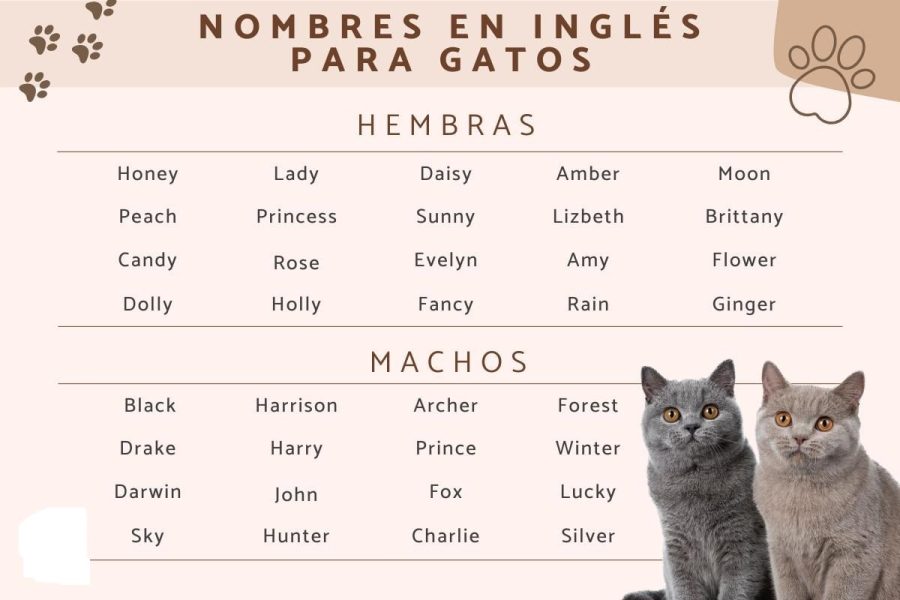 Fichas de gatos para escribir 2