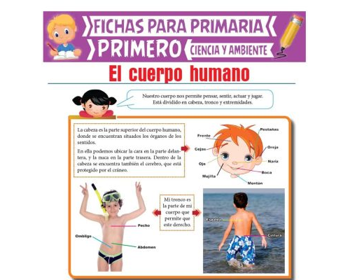 El cuerpo humano y su funcionamiento 3