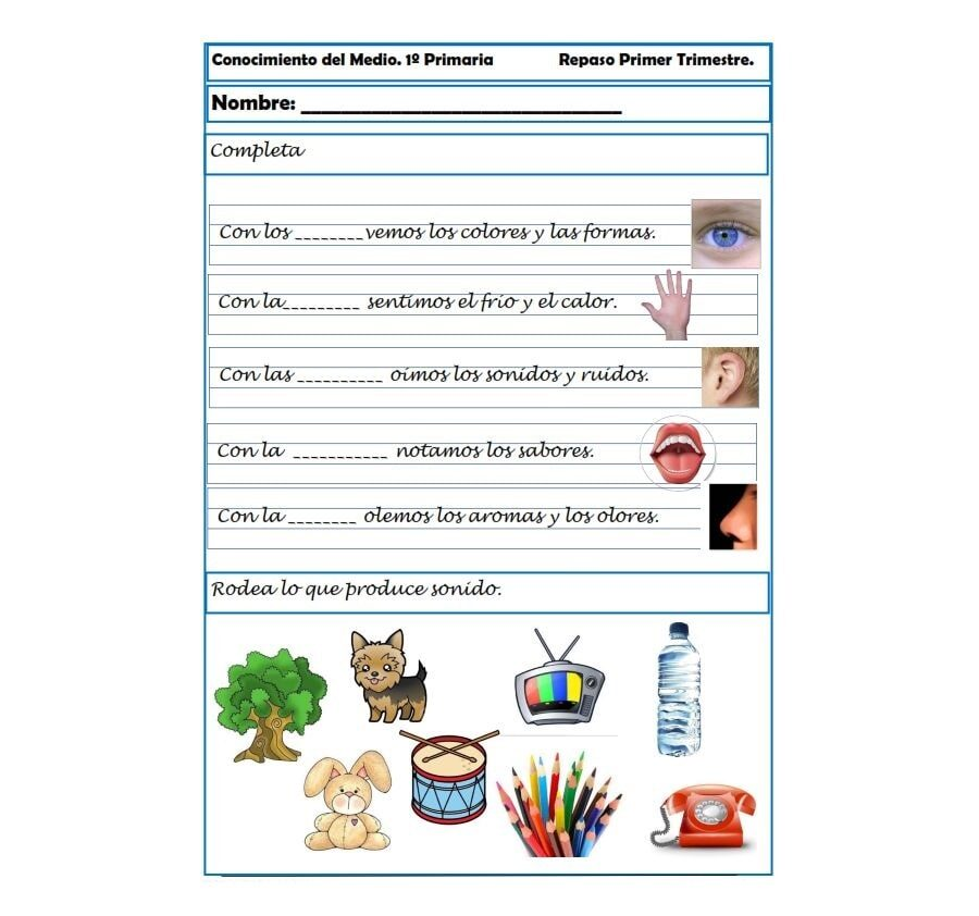 fichas de naturales 5 primaria 3