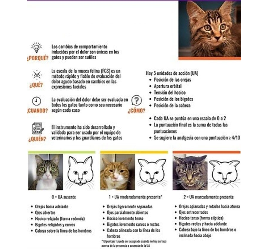 Fichas de gatos para escribir 1
