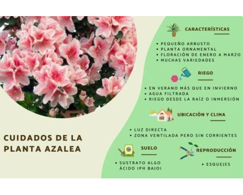 Características y cuidados específicos de cada planta 1