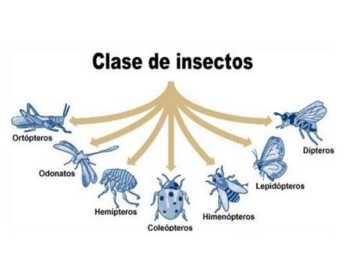 Fichas de escarabajos para escribir 1