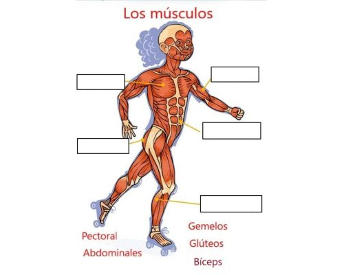 El cuerpo humano y su funcionamiento 2