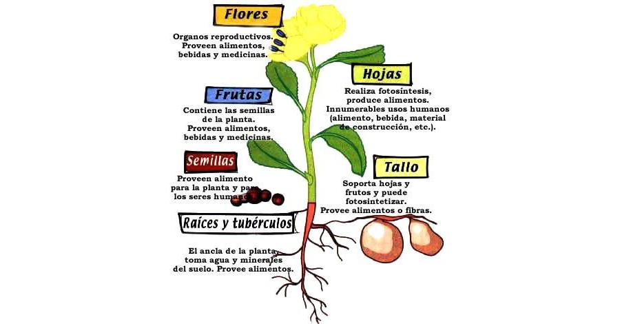 Funciones de cada parte de la planta 3