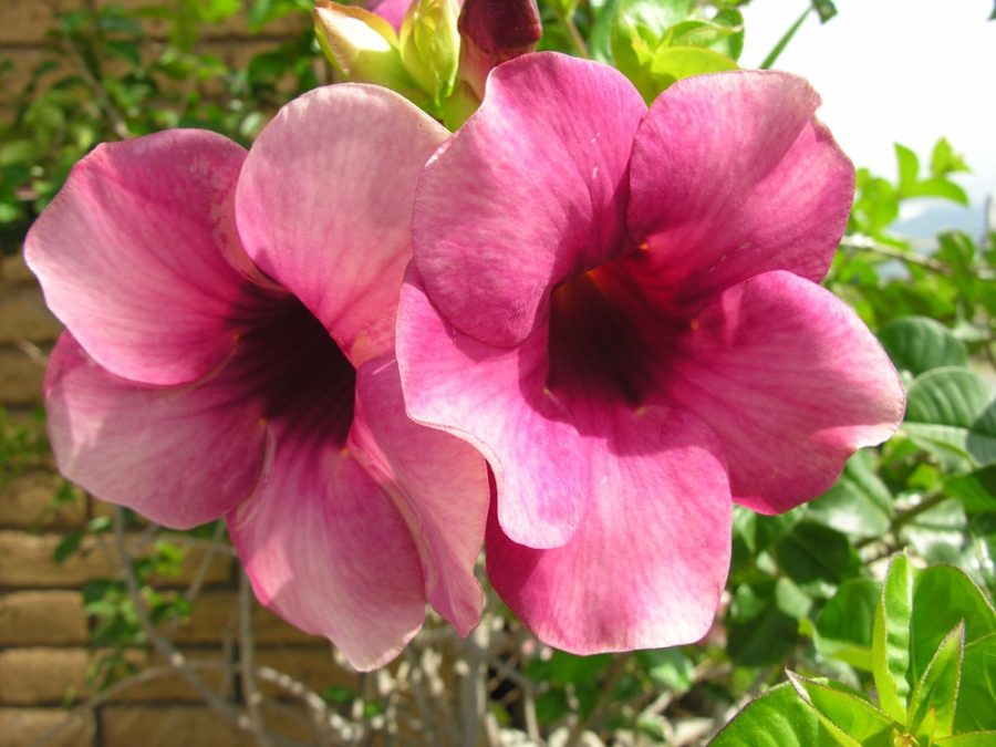 Alamanda 2