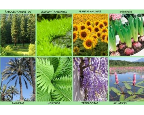 Características y cuidados específicos 3