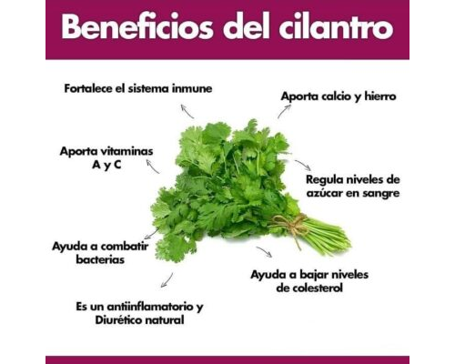 Cilantro propiedades medicinales y cuidados en el huerto 2