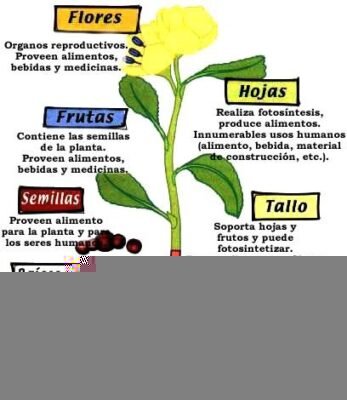 Funciones de cada parte de la planta 3