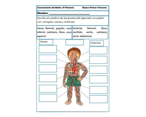 El cuerpo humano y su funcionamiento 1
