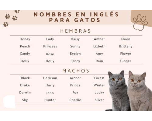 Fichas de gatos para escribir 2