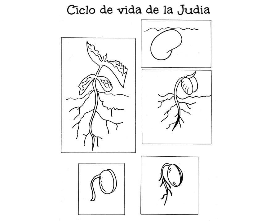 Representación visual de la germinación a través de dibujos 3