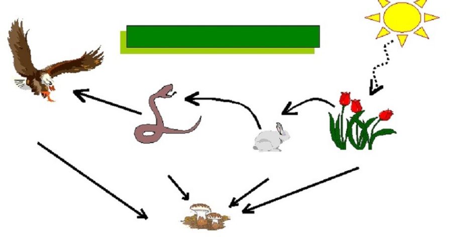 Rol de la luz solar en el proceso de germinación 1